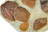 Wide Plate with Seven Fossil Leaves (Four Species) - Montana #377865-2